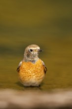 Common redstart (Phoenicurus phoenicurus) male bathing at a water pool, Pinos, Solsona, Catalonia,