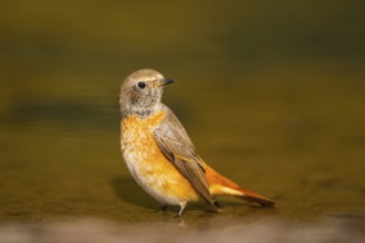 Common redstart (Phoenicurus phoenicurus) male bathing at a water pool, Pinos, Solsona, Catalonia,