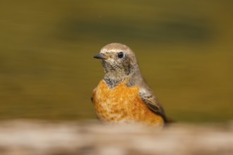 Common redstart (Phoenicurus phoenicurus) male at a water pool, Pinos, Solsona, Catalonia, Spain