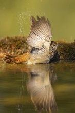 Common redstart (Phoenicurus phoenicurus) female bathing at a water pool, Pinos, Solsona,