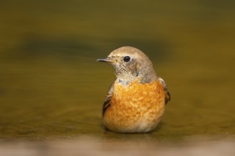 Common redstart (Phoenicurus phoenicurus) male bathing at a water pool, Pinos, Solsona, Catalonia,