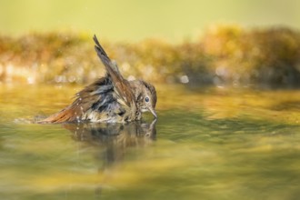 Common redstart (Phoenicurus phoenicurus) female bathing at a water pool, Pinos, Solsona,