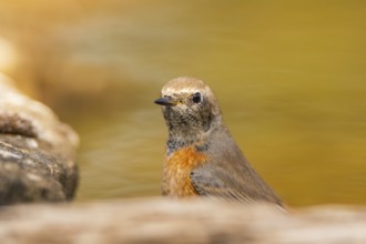 Common redstart (Phoenicurus phoenicurus) male at a water pool, Pinos, Solsona, Catalonia, Spain
