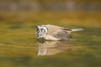 Crested tit (Parus cristatus) taking a bath in a water pool, Pinos, Solsona, Catalonia, Spain