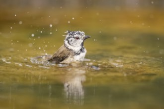 Crested tit (Parus cristatus) taking a bath in a water pool, Pinos, Solsona, Catalonia, Spain