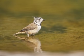 Crested tit (Parus cristatus) taking a bath in a water pool, Pinos, Solsona, Catalonia, Spain