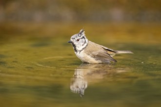 Crested tit (Parus cristatus) taking a bath in a water pool, Pinos, Solsona, Catalonia, Spain