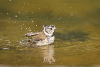 Crested tit (Parus cristatus) taking a bath in a water pool, Pinos, Solsona, Catalonia, Spain