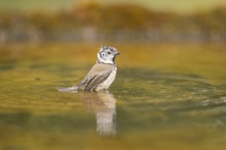 Crested tit (Parus cristatus) taking a bath in a water pool, Pinos, Solsona, Catalonia, Spain