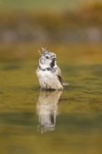 Crested tit (Parus cristatus) taking a bath in a water pool, Pinos, Solsona, Catalonia, Spain