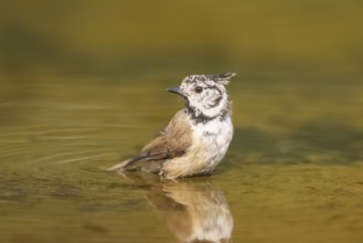 Crested tit (Parus cristatus) taking a bath in a water pool, Pinos, Solsona, Catalonia, Spain