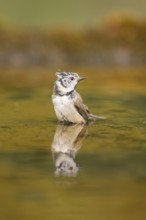 Crested tit (Parus cristatus) taking a bath in a water pool, Pinos, Solsona, Catalonia, Spain