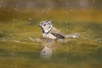 Crested tit (Parus cristatus) taking a bath in a water pool, Pinos, Solsona, Catalonia, Spain