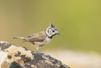 Crested tit (Parus cristatus) sitting on a rock, Pinos, Solsona, Catalonia, Spain