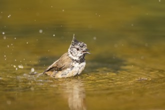 Crested tit (Parus cristatus) taking a bath in a water pool, Pinos, Solsona, Catalonia, Spain