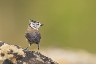 Crested tit (Parus cristatus) sitting on a rock, Pinos, Solsona, Catalonia, Spain