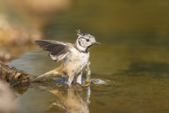 Crested tit (Parus cristatus) taking a bath in a water pool in flight, Pinos, Solsona, Catalonia,
