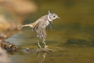 Crested tit (Parus cristatus) taking a bath in a water pool in flight, Pinos, Solsona, Catalonia,