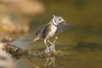 Crested tit (Parus cristatus) taking a bath in a water pool in flight, Pinos, Solsona, Catalonia,