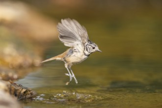 Crested tit (Parus cristatus) taking a bath in a water pool in flight, Pinos, Solsona, Catalonia,