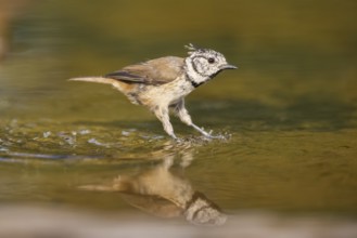 Crested tit (Parus cristatus) taking a bath in a water pool, Pinos, Solsona, Catalonia, Spain