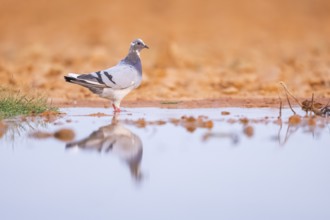 Rock dove (Columba livia) on a farmers field at a water pool, Belchite, Aragon, Saragossa, Spain