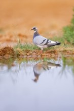 Rock dove (Columba livia) on a farmers field at a water pool, Belchite, Aragon, Saragossa, Spain