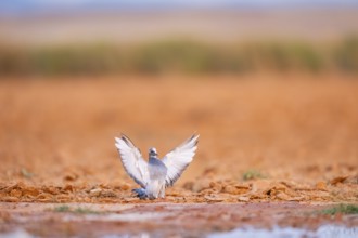 Rock dove (Columba livia) flying on a farmers field, Belchite, Aragon, Saragossa, Spain