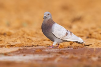 Rock dove (Columba livia) on a farmers field, Belchite, Aragon, Saragossa, Spain