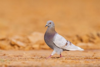 Rock dove (Columba livia) on a farmers field, Belchite, Aragon, Saragossa, Spain