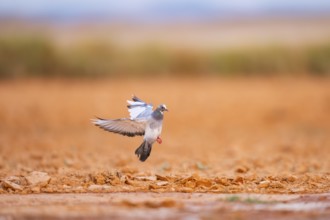 Rock dove (Columba livia) flying on a farmers field, Belchite, Aragon, Saragossa, Spain