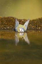 Blue tit (Cyanistes caeruleus) bathing in a water pool, Pinos, Solsona, Catalonia, Spain
