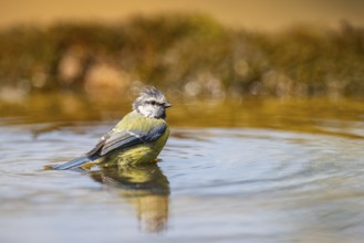 Blue tit (Cyanistes caeruleus) at a water pool, Pinos, Solsona, Catalonia, Spain