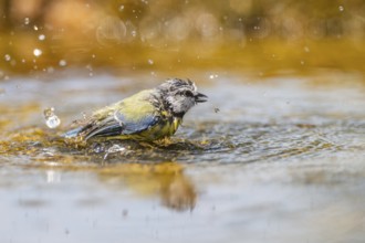 Blue tit (Cyanistes caeruleus) bathing in a water pool, Pinos, Solsona, Catalonia, Spain