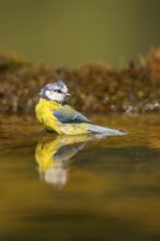Blue tit (Cyanistes caeruleus) at a water pool, Pinos, Solsona, Catalonia, Spain