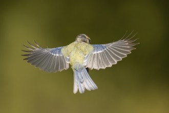 Blue tit (Cyanistes caeruleus) flying at a water pool, Pinos, Solsona, Catalonia, Spain