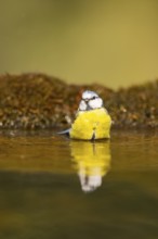 Blue tit (Cyanistes caeruleus) at a water pool, Pinos, Solsona, Catalonia, Spain