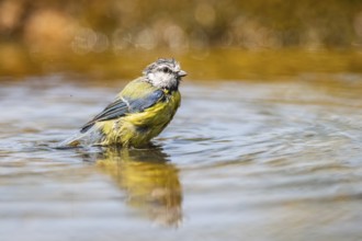 Blue tit (Cyanistes caeruleus) at a water pool, Pinos, Solsona, Catalonia, Spain
