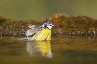 Blue tit (Cyanistes caeruleus) bathing in a water pool, Pinos, Solsona, Catalonia, Spain