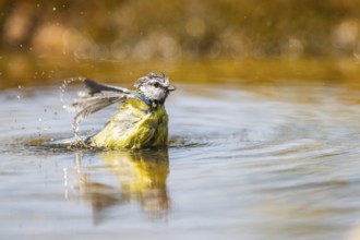Blue tit (Cyanistes caeruleus) bathing in a water pool, Pinos, Solsona, Catalonia, Spain