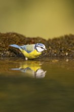 Blue tit (Cyanistes caeruleus) at a water pool, Pinos, Solsona, Catalonia, Spain