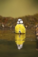 Blue tit (Cyanistes caeruleus) at a water pool, Pinos, Solsona, Catalonia, Spain