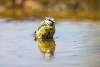 Blue tit (Cyanistes caeruleus) at a water pool, Pinos, Solsona, Catalonia, Spain