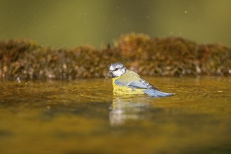 Blue tit (Cyanistes caeruleus) at a water pool, Pinos, Solsona, Catalonia, Spain