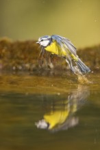 Blue tit (Cyanistes caeruleus) flying at a water pool, Pinos, Solsona, Catalonia, Spain