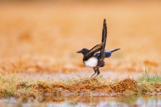 European magpie (Pica pica) on a farmers field, Belchite, Aragon, Saragossa, Spain