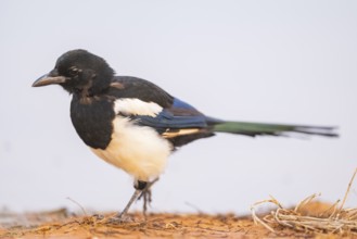 European magpie (Pica pica) on a farmers field at a drinking pool, Belchite, Aragon, Saragossa,