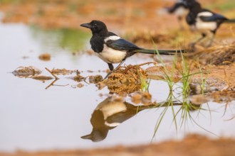 European magpie (Pica pica) on a farmers field at a drinking pool, Belchite, Aragon, Saragossa,