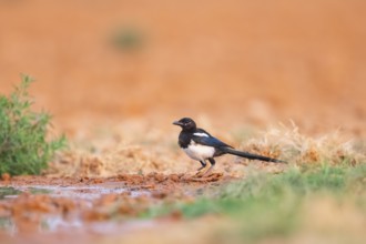 European magpie (Pica pica) on a farmers field, Belchite, Aragon, Saragossa, Spain