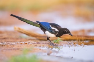 European magpie (Pica pica) on a farmers field, Belchite, Aragon, Saragossa, Spain